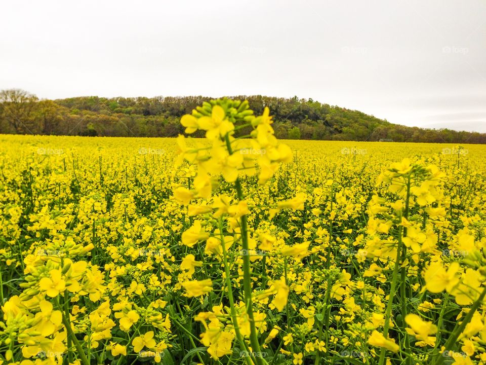 Single rapeseed plant. Outstanding rapeseed plant in the field