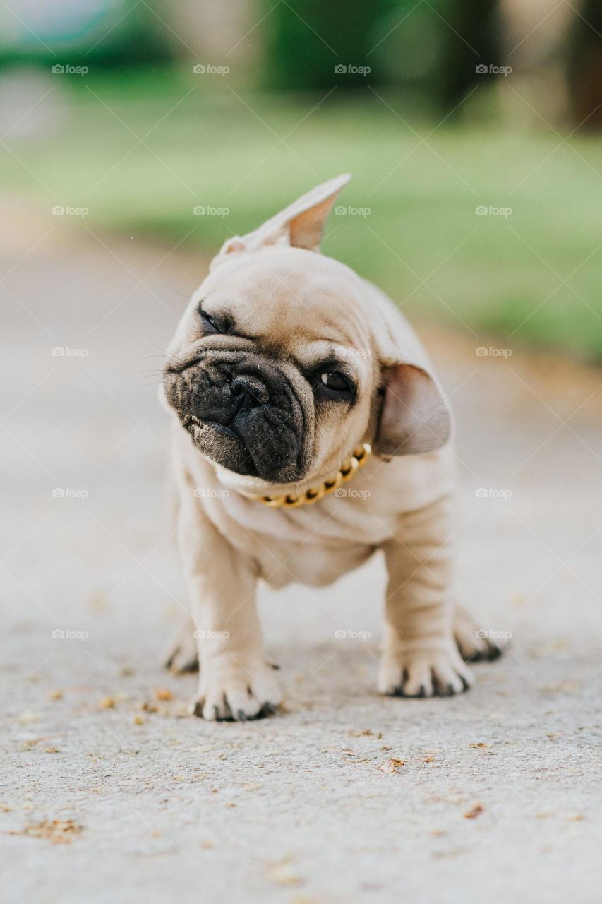 French Bulldog in a gold collar shaking head and looking at the camera. 