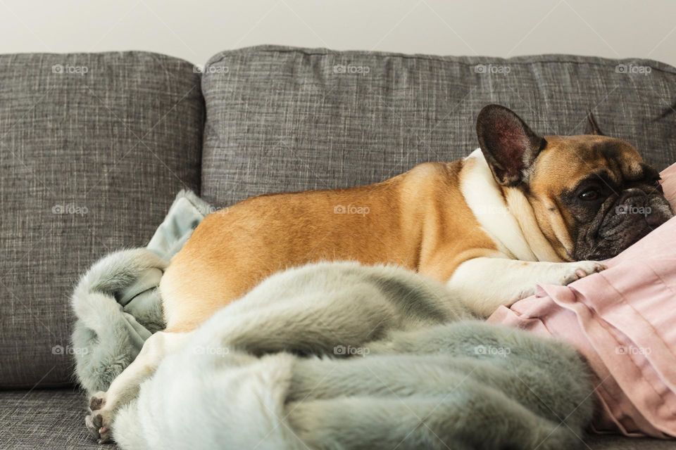 French Bulldog laying on couch