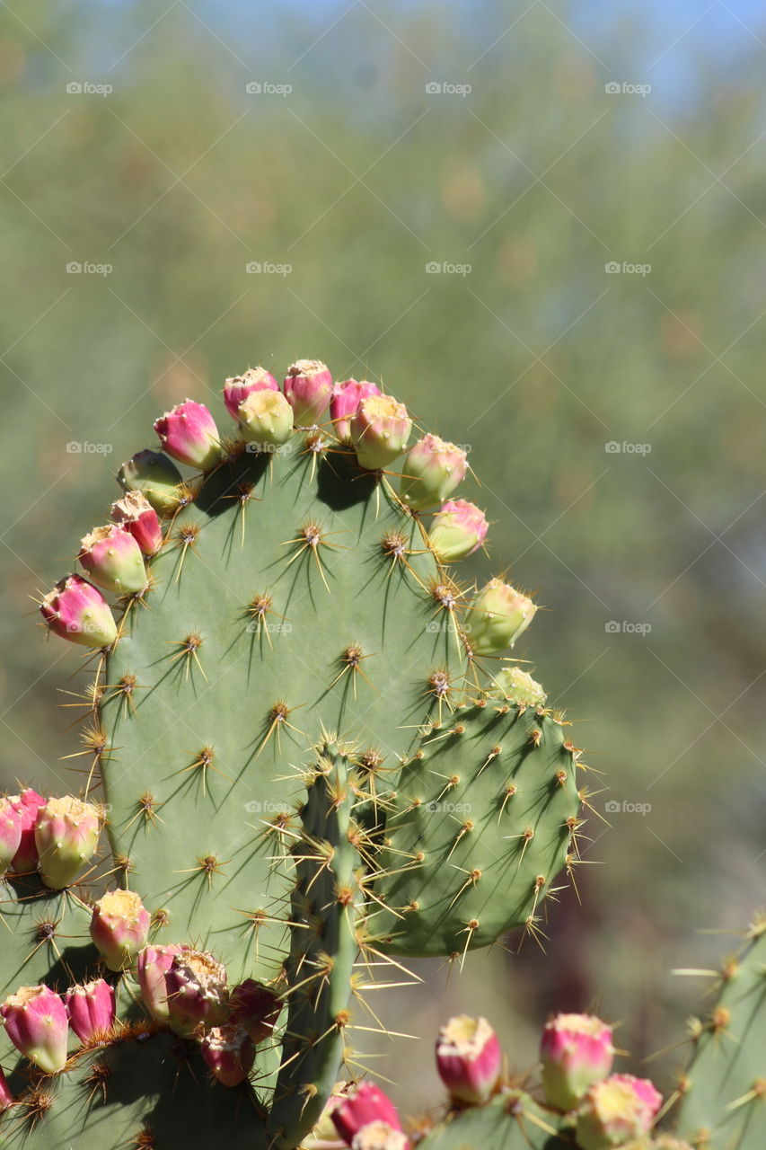 Cactus, Flower, Spine, Succulent, Flora