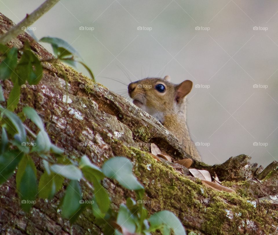 Squirrel on tree trunk