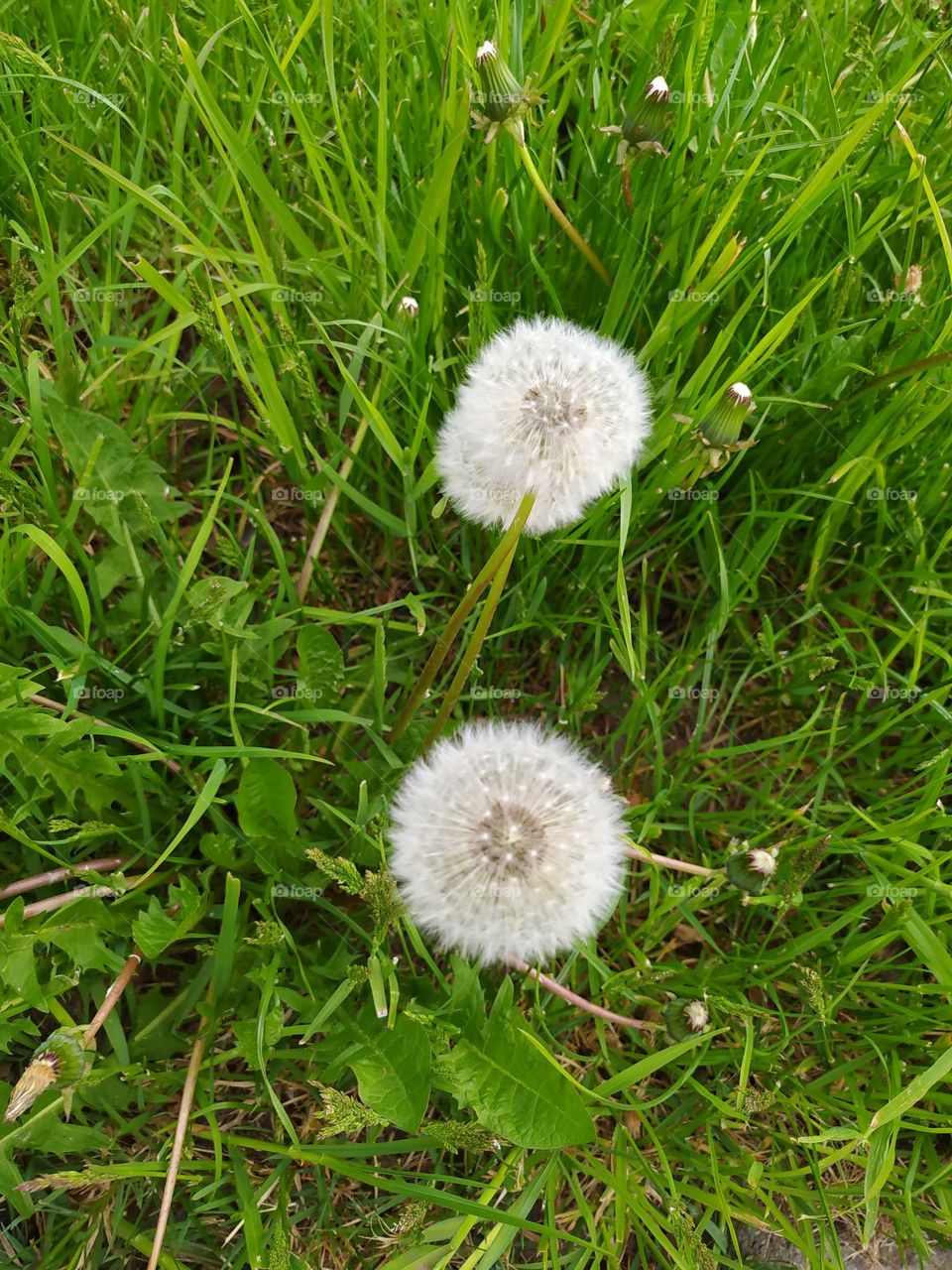dandelion