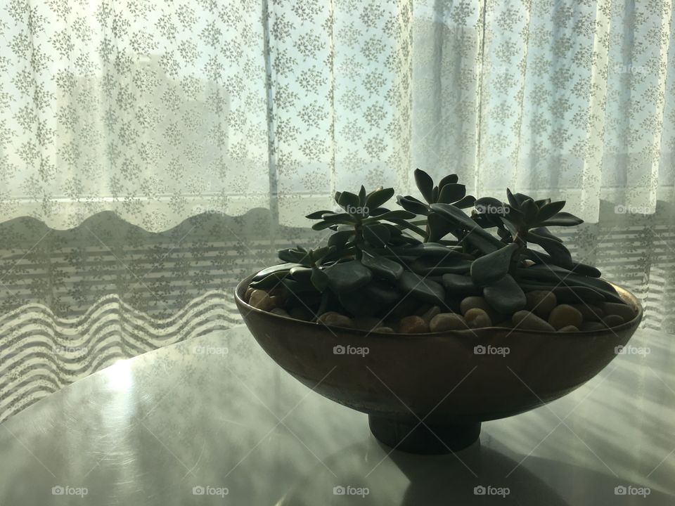 Plant on a table