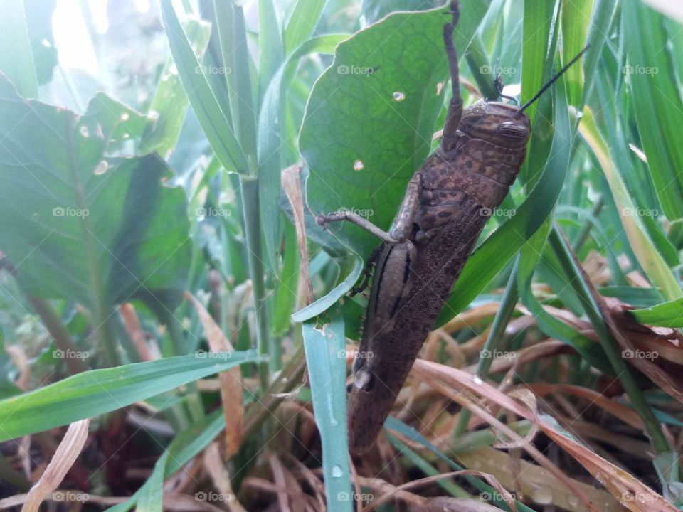 locust Nature of Morocco
