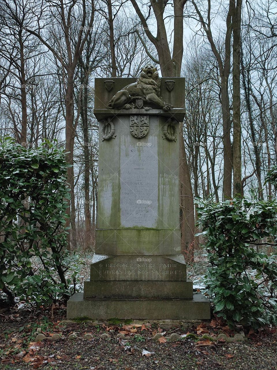 Pictures of the forest