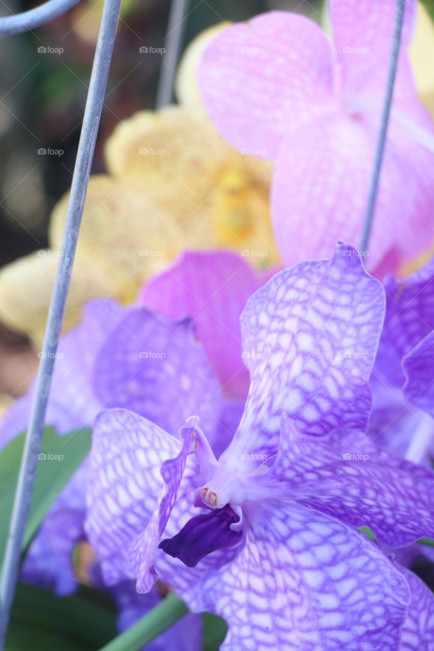 Orchids in Season