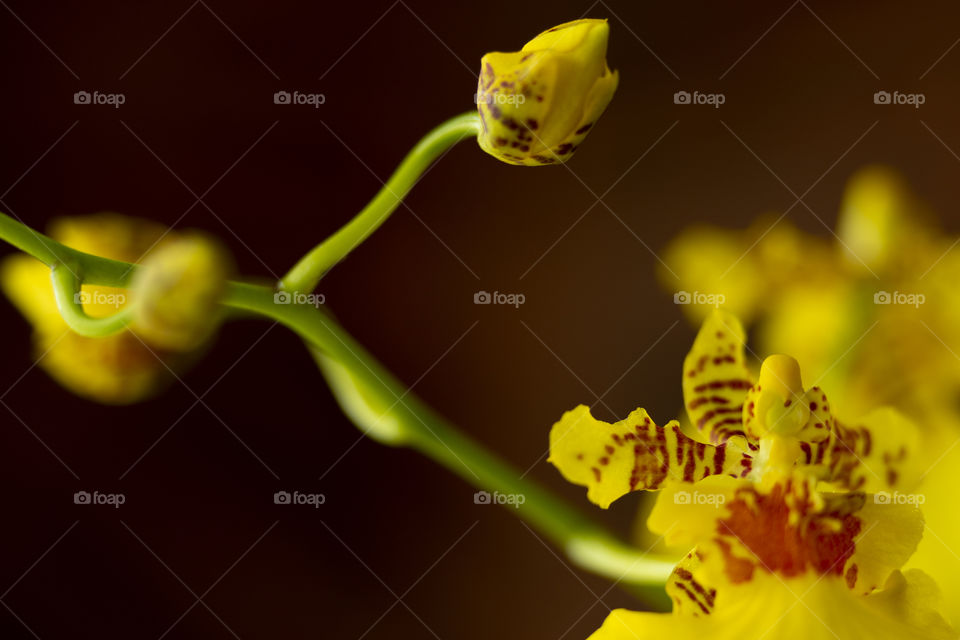 Yellow flower button
