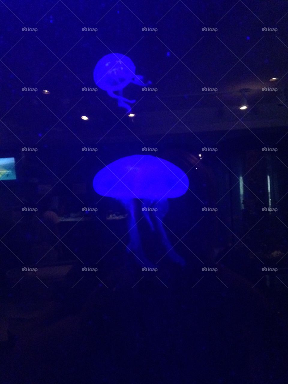Jelly fish