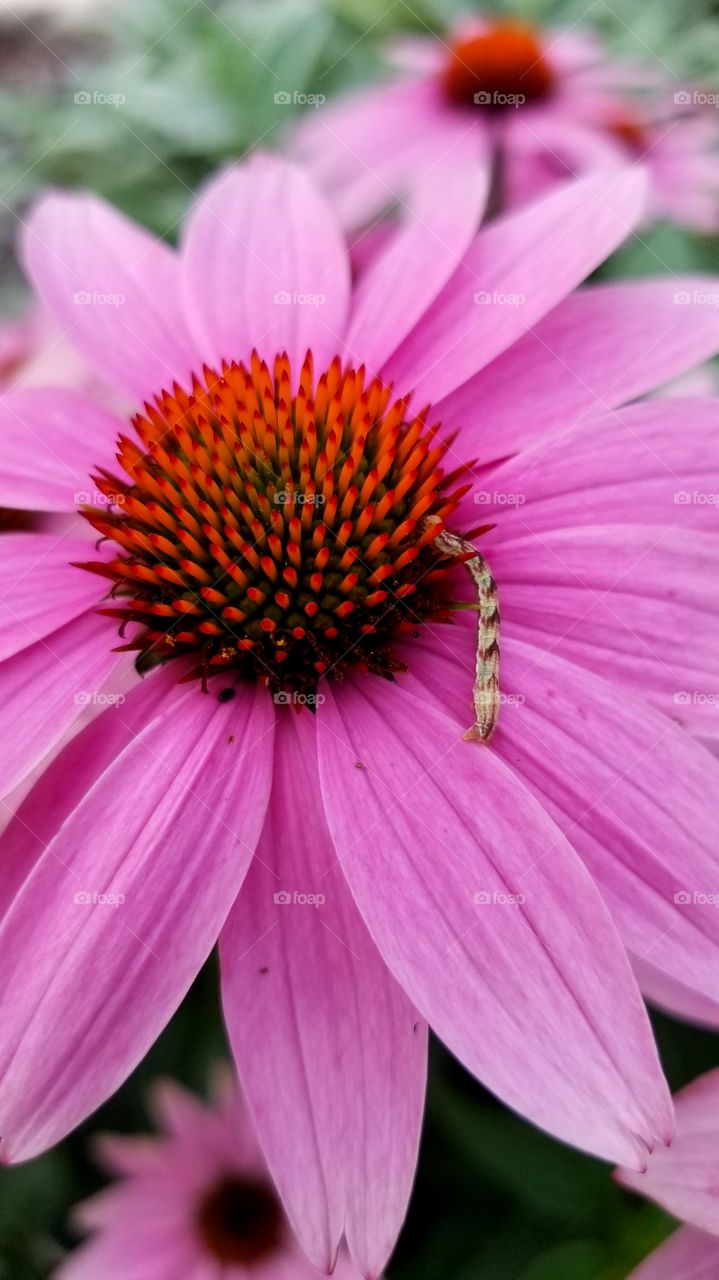 pink coneflower