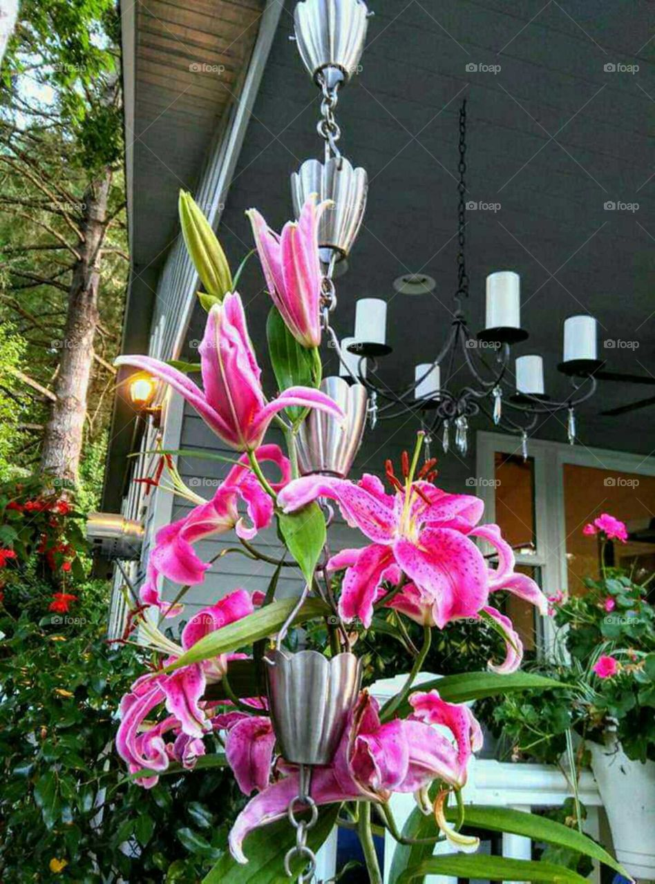 lily round the rain chain