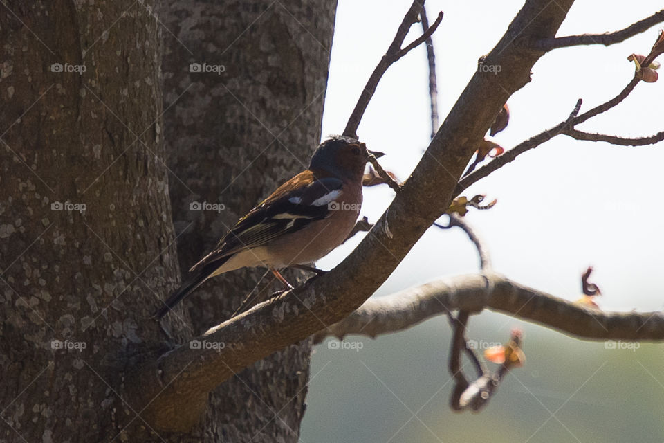 Bird, No Person, Wildlife, Outdoors, Nature