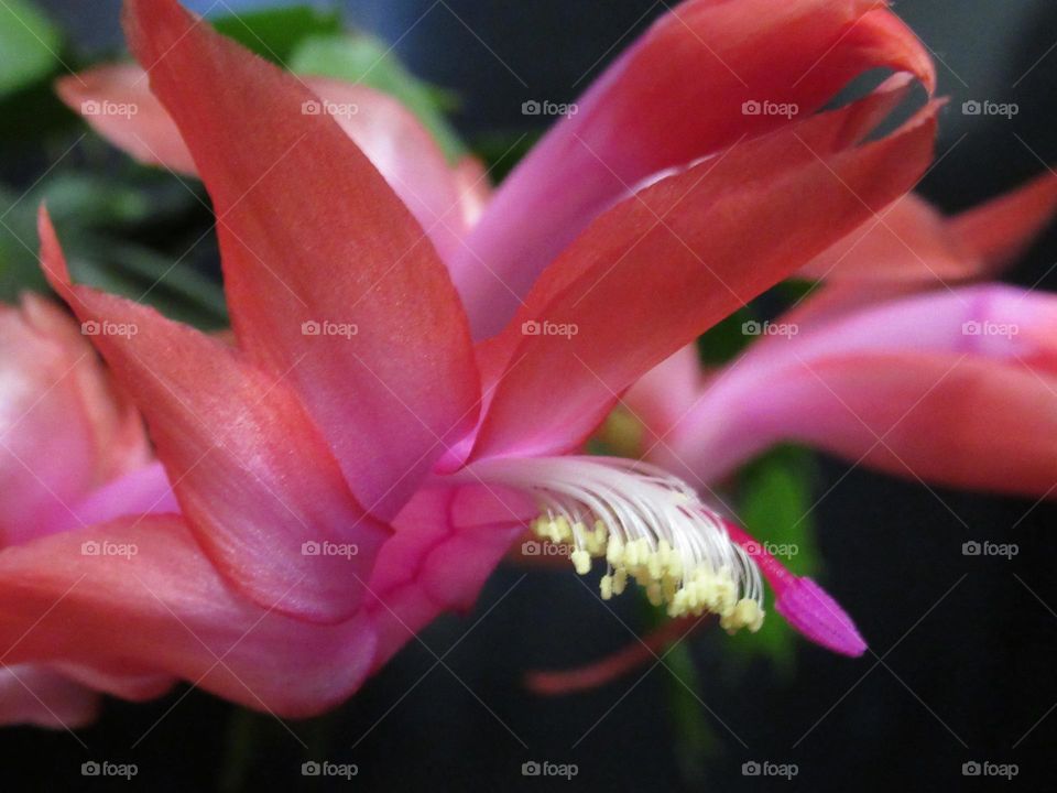 Decembrist, or Christmas, or Schlumbergera - these are all the names of the zygocactus, which was brought to Russia from tropical forests and now grows in flower pots on windowsills. It differs from its relatives in the absence of thorns