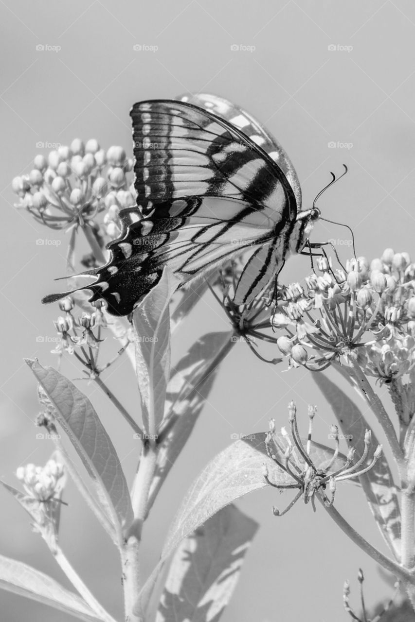 A black and white of an Eastern Tiger Swallowtail butterfly enjoying nectar from a swamp milkweed at Yates Mill County Park in Raleigh, North Carolina. 