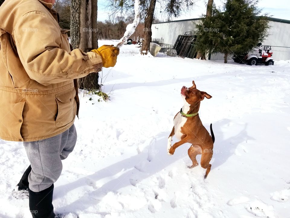 Play fetch in the snow