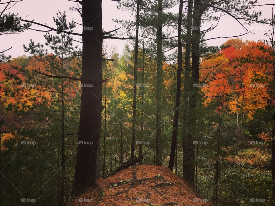 Tree and leaf 