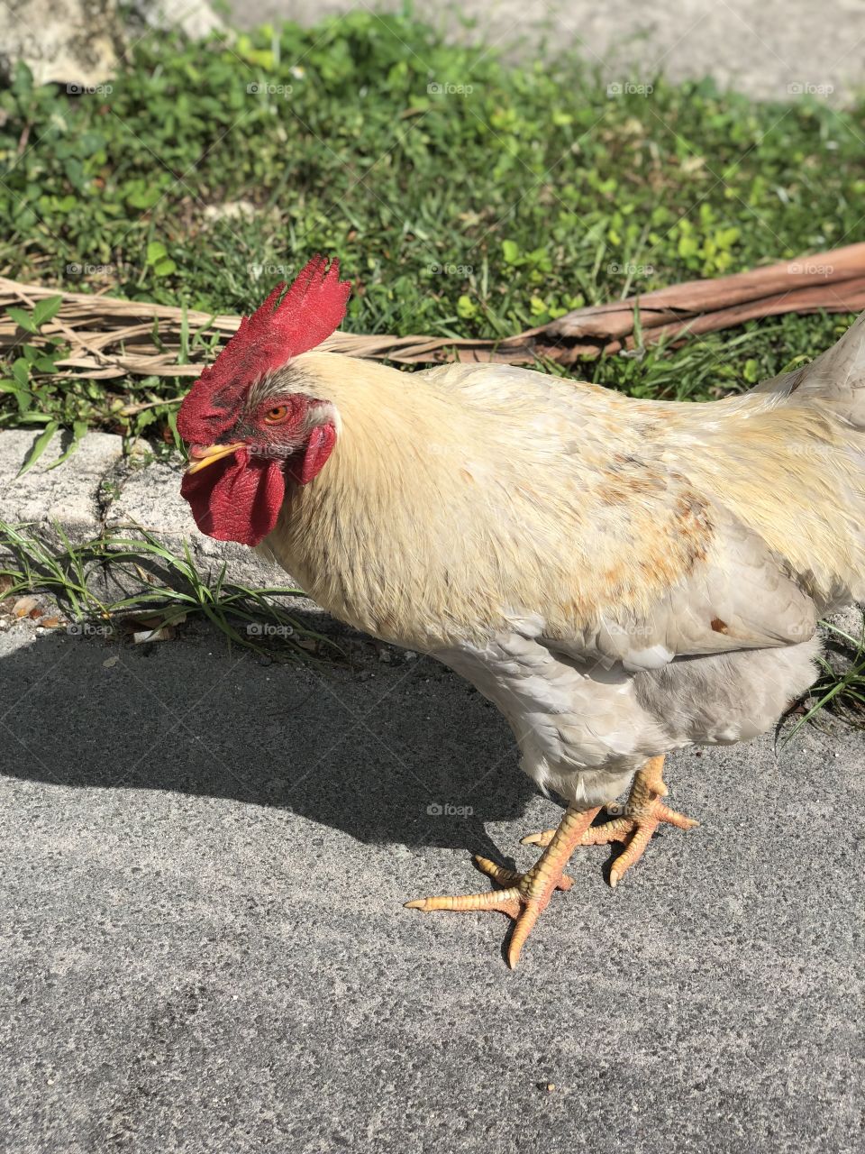 Rooster hanging out on a street