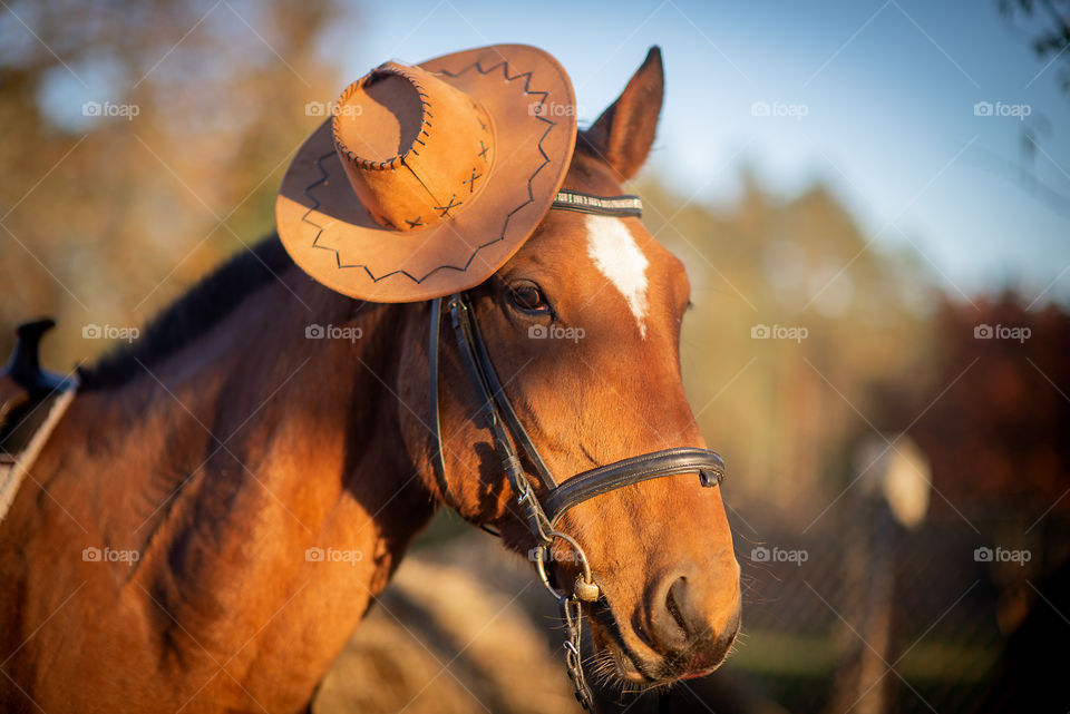 Portrait of stylish horse
