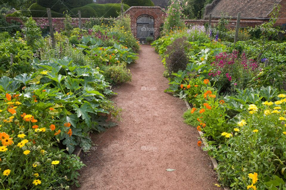 Flower, Garden, No Person, Flora, Summer