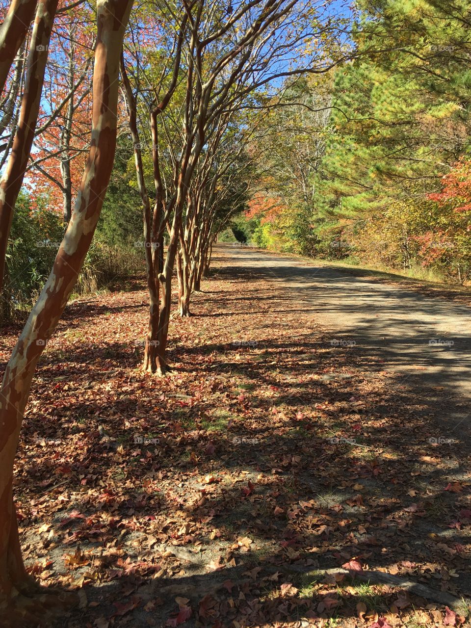 Line of crepe myrtle trees in the park