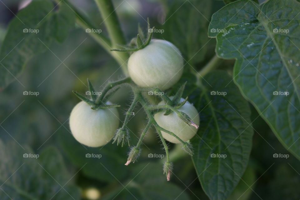 Green tomatoes