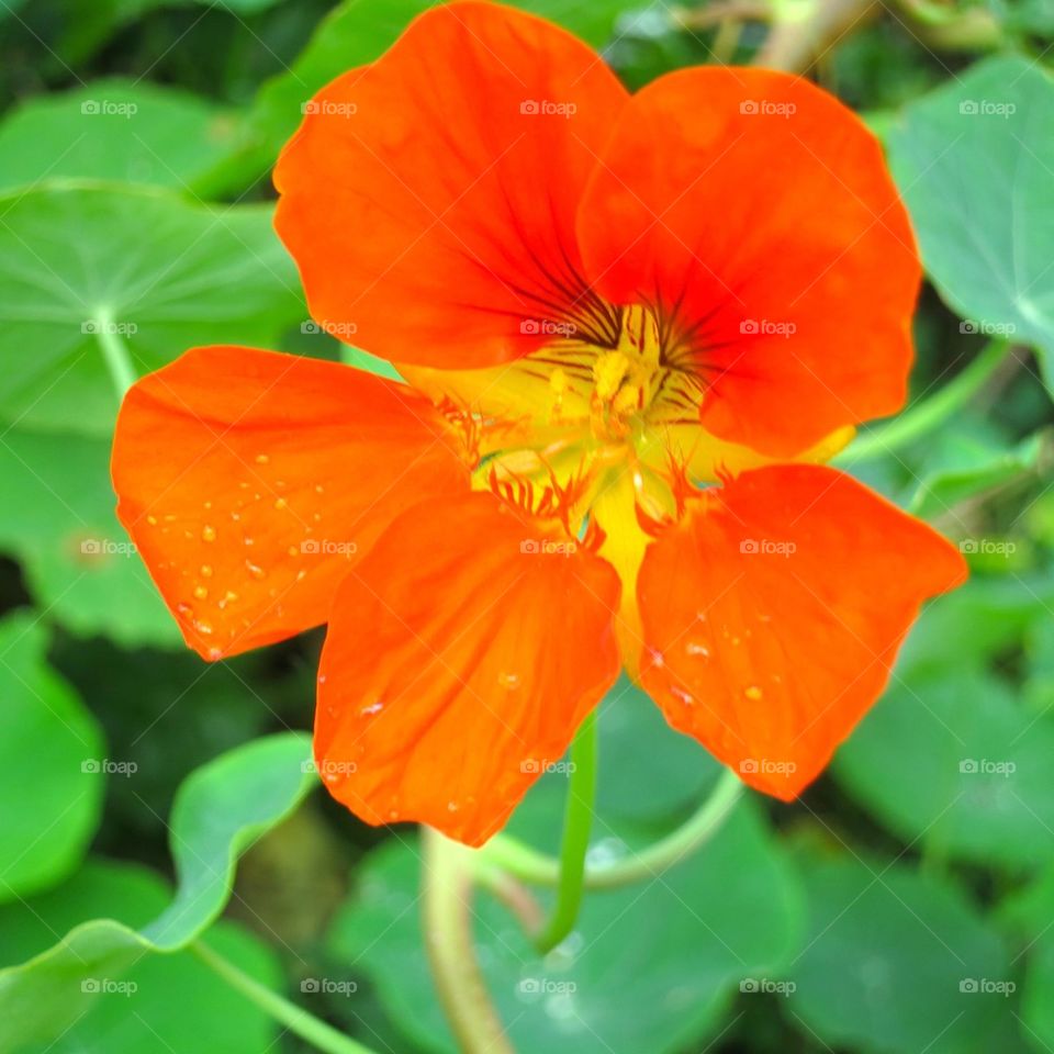 Nasturtium 