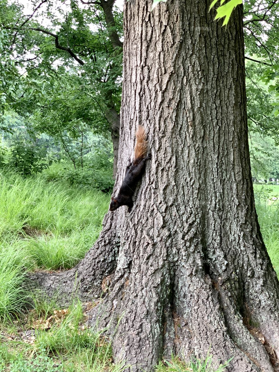 Squirrel on the tree trunk during summer. The squirrel with black fur and brown tail. 