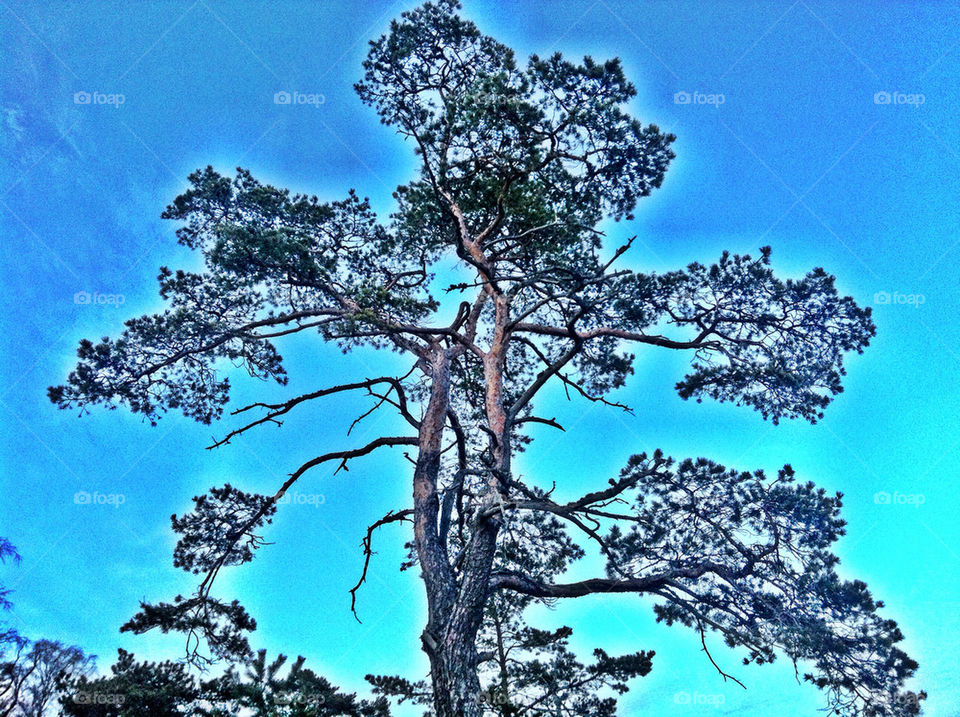 Pine in Stockholm archipelago.