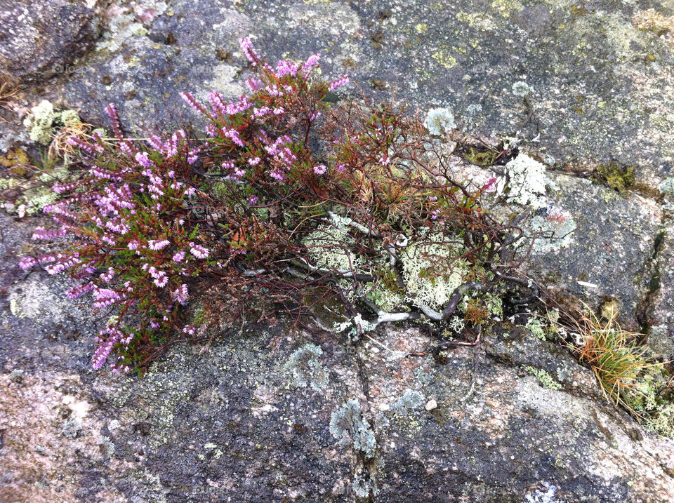 sweden plants rock heather by haq