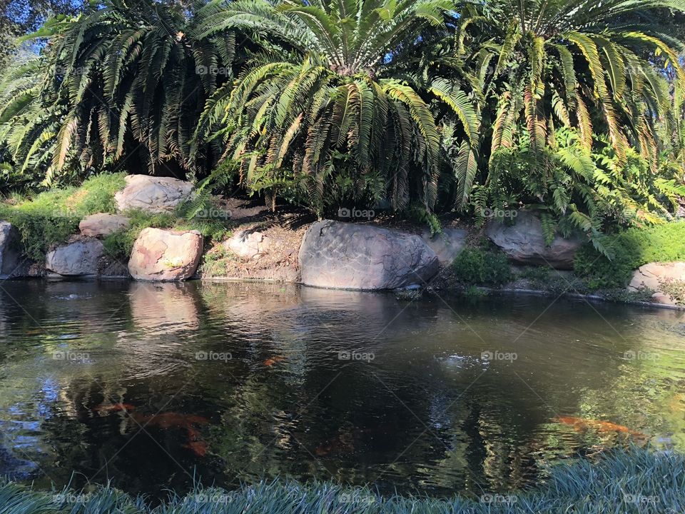 Koi Pond