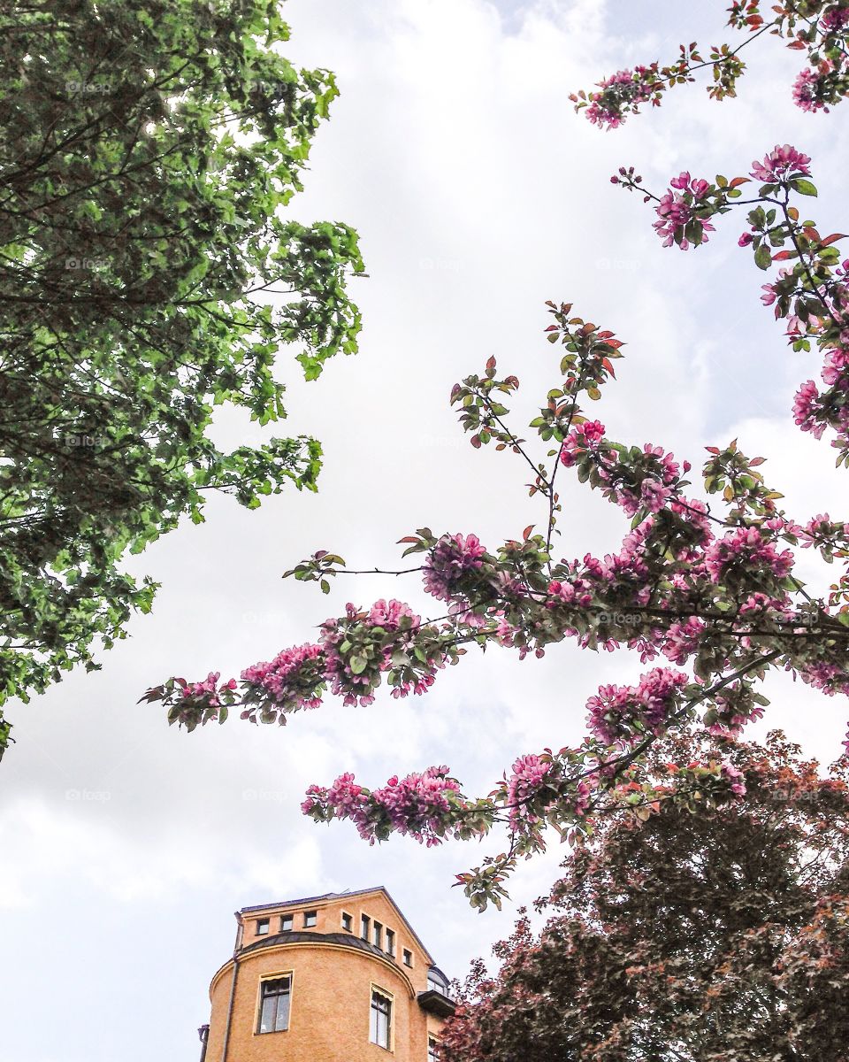 cherry blossom tree