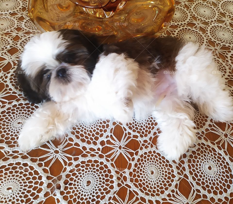 Shih Tzu pappi