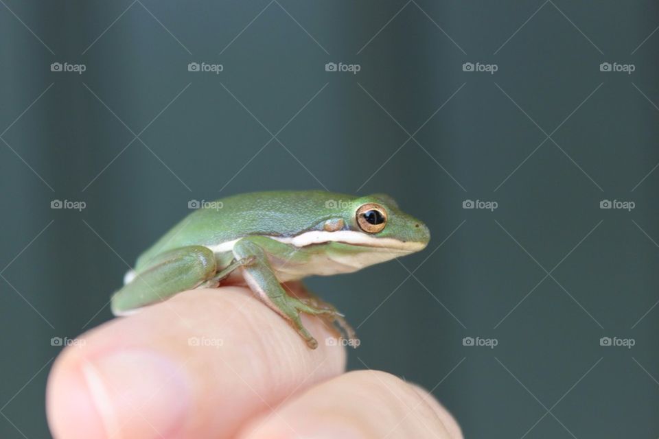Green tree frog on a person's finger