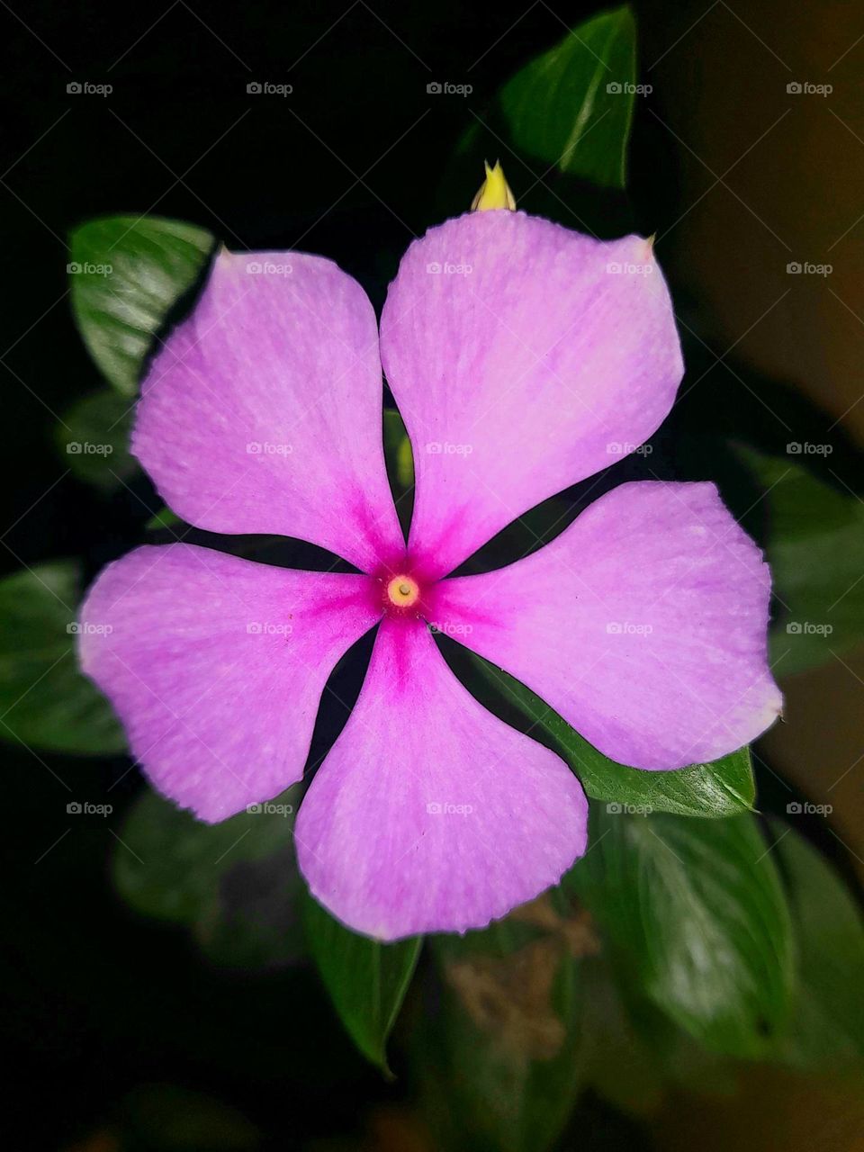 Nithya kalyani flower
Catharanthus roseus, commonly known as bright eyes, Cape periwinkle, graveyard plant, Madagascar periwinkle