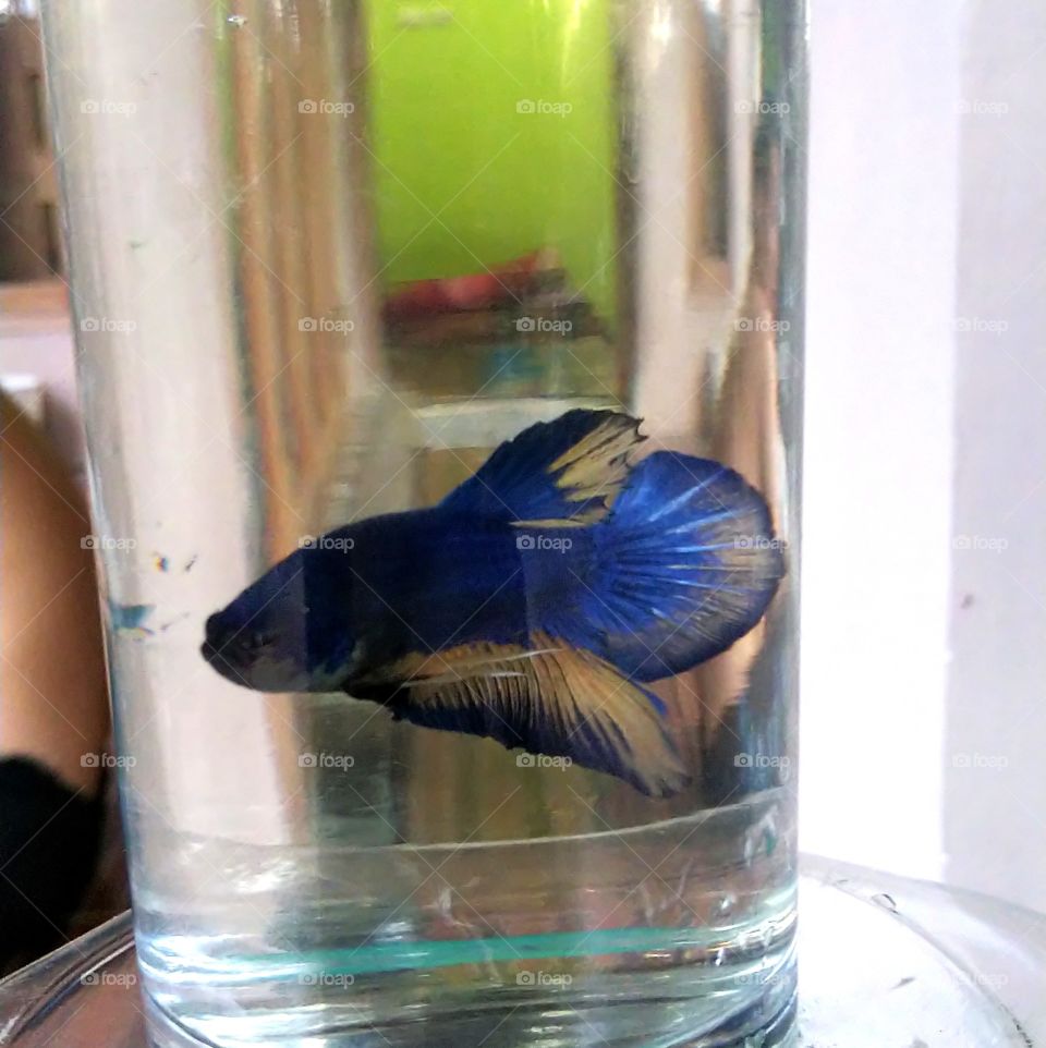 Betta fish.