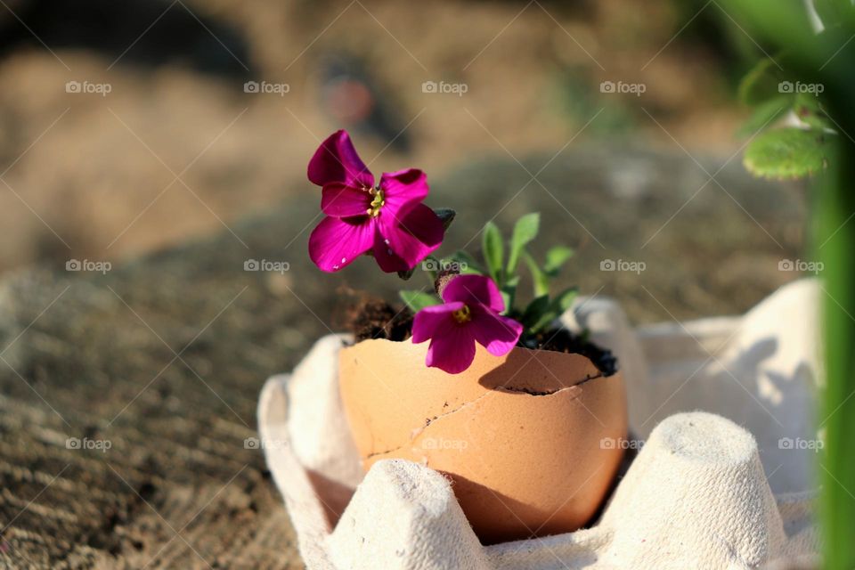 Plant Plants to Celebrate Earth Day