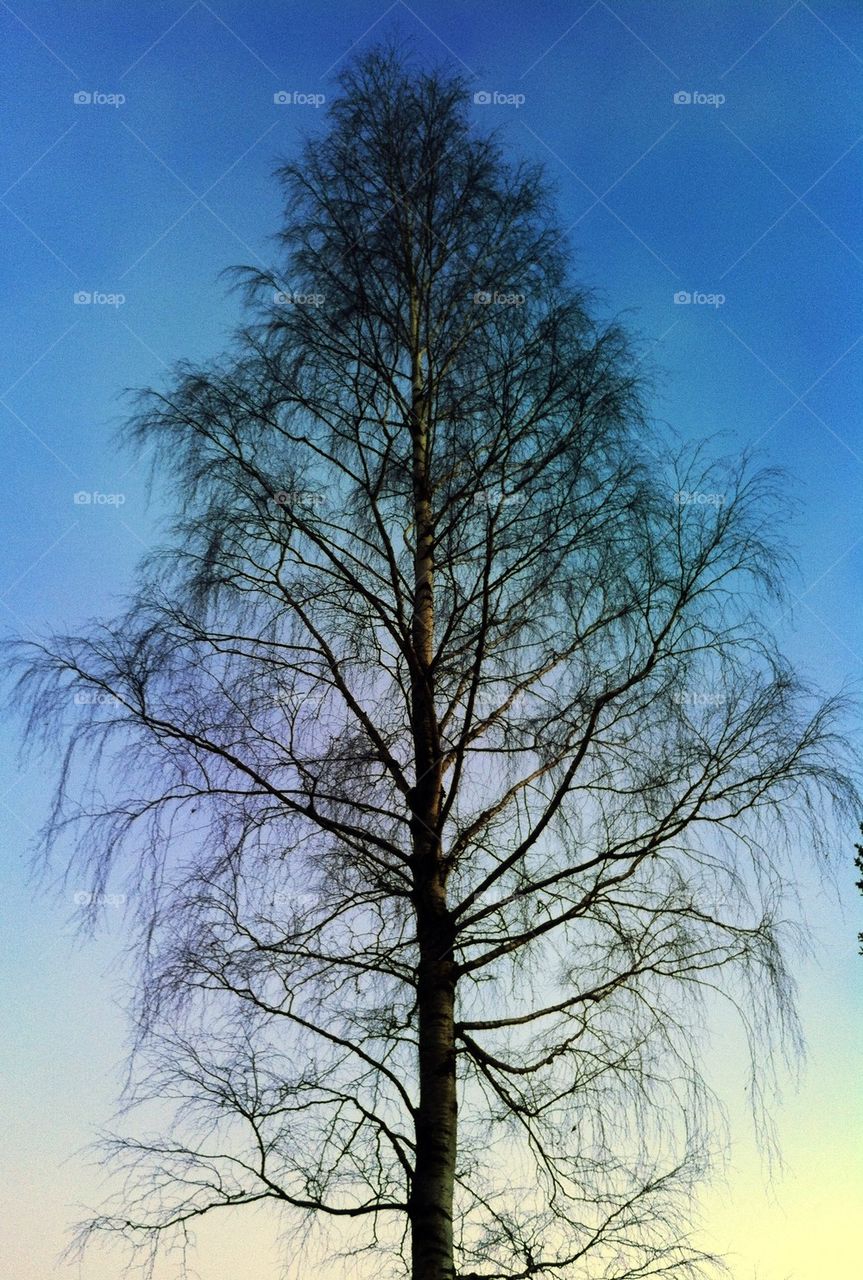 landscape sky blue tree by cassiel_a