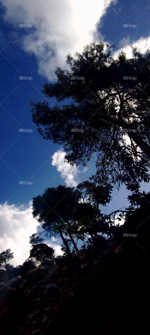 Trees, cloudy sky, grass, branches