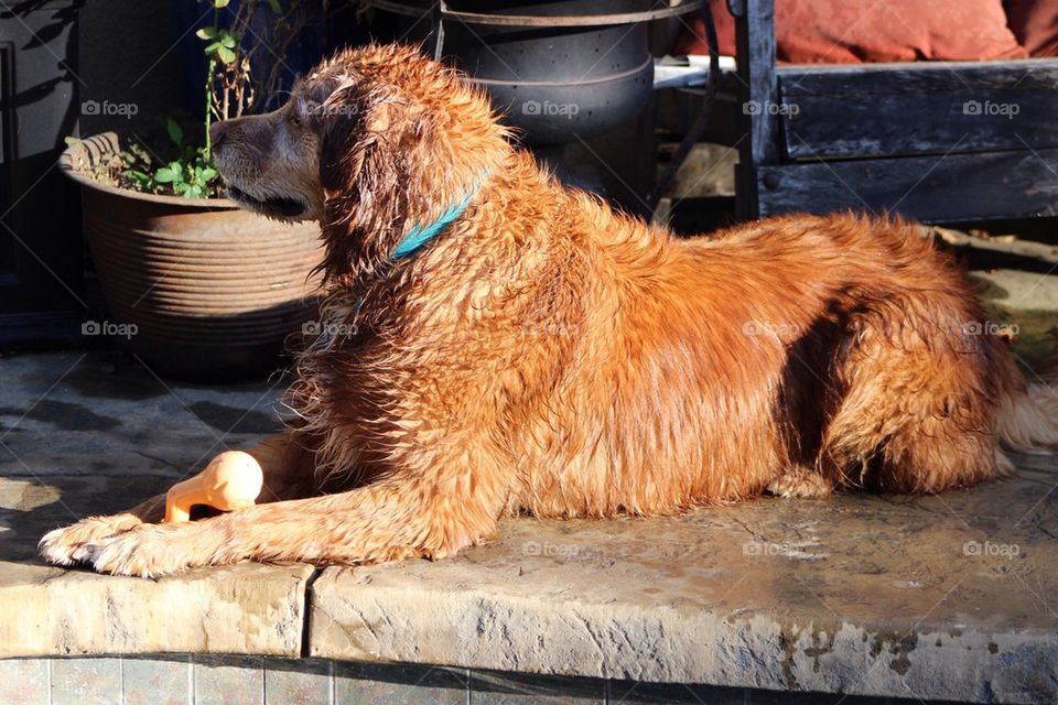 Watchful Wet Dog