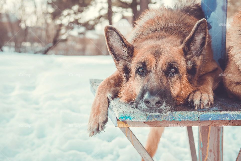 Portrait of a dog