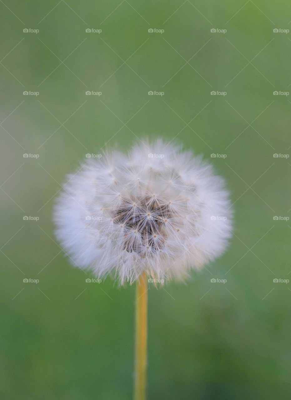 Dandelion Portrait 