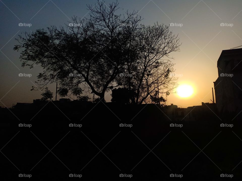 the tree nxt to sun looks