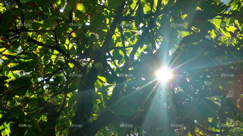 Tree and the sunrays