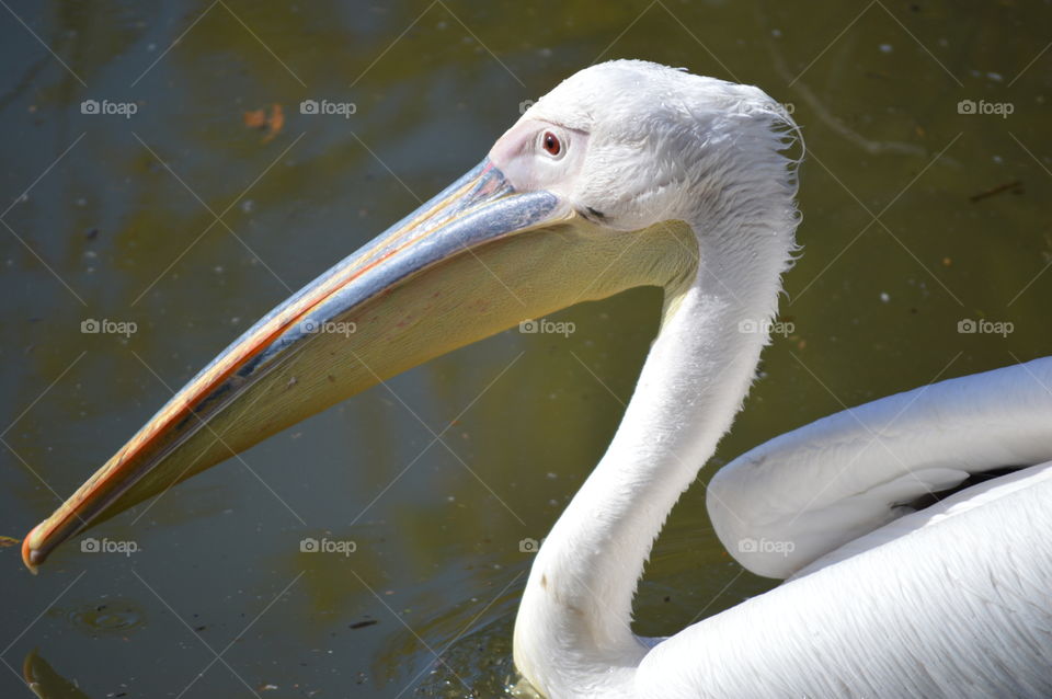 pelican