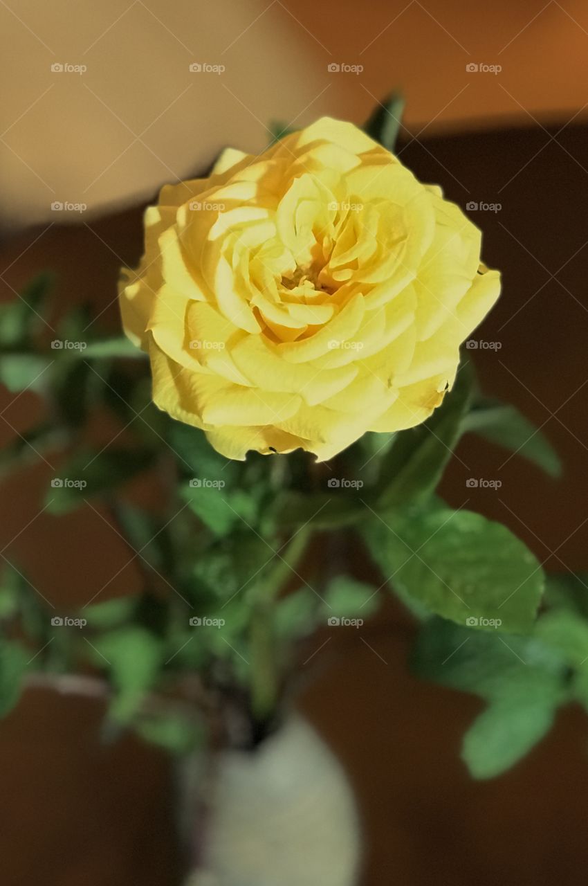 Yellow rose 