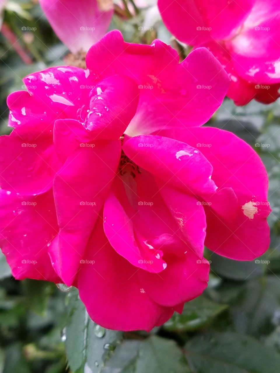Rose a la Pink