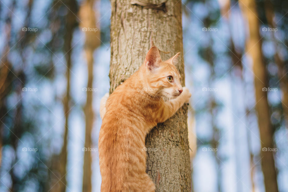 A little cat in the tree