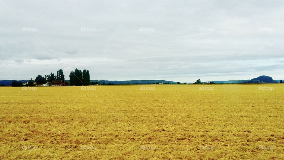 Golden field