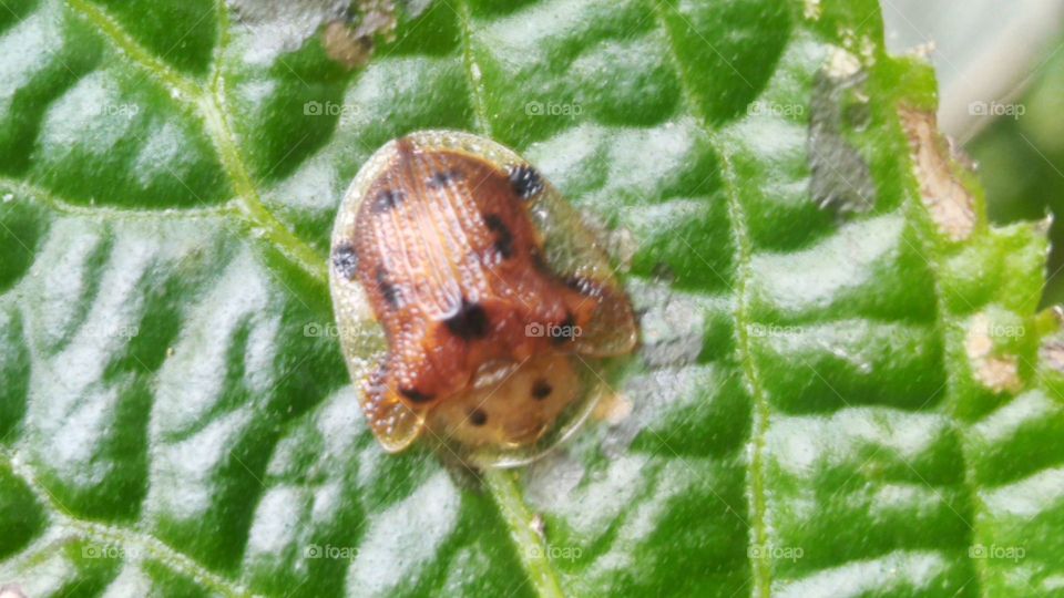 Tortoise beetle