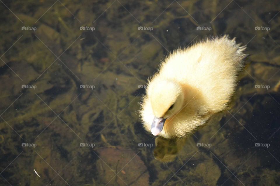 Yellow duckling reflection