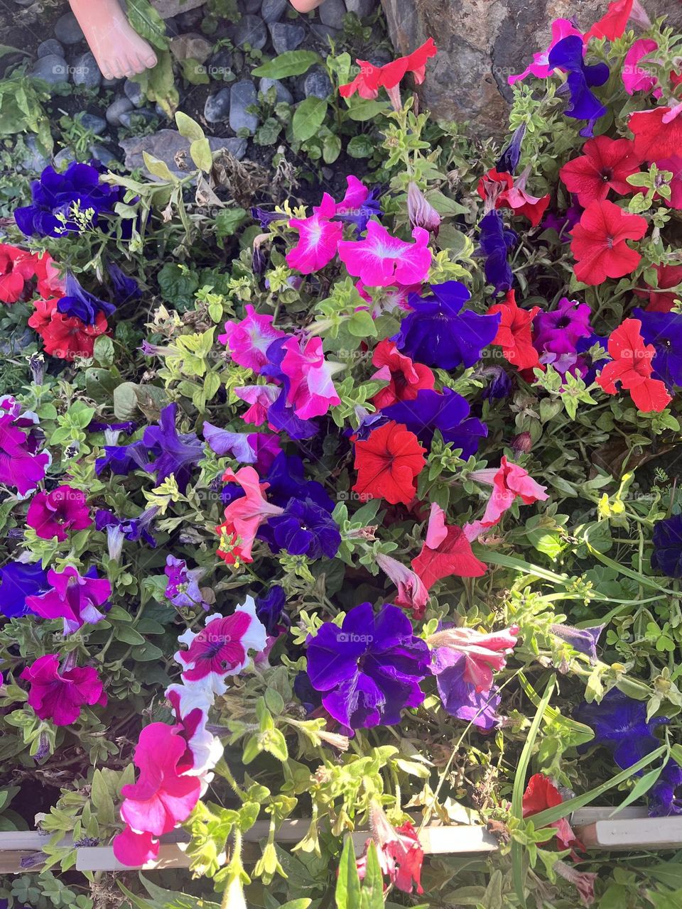 Colorful morning glory